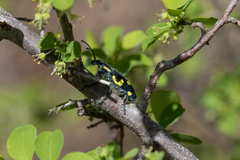 Polyclaeis longicornis