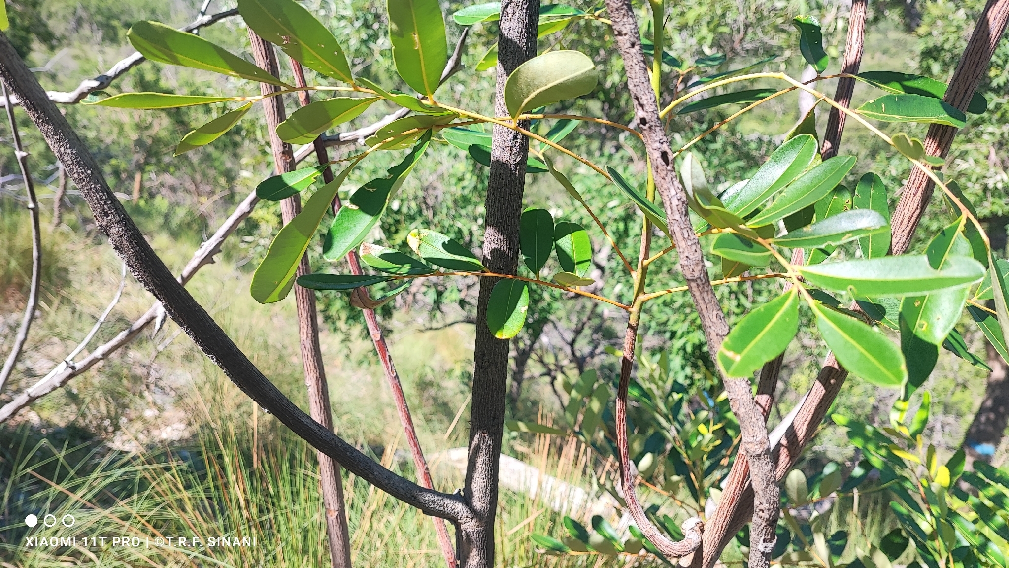 Simarouba versicolor