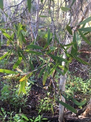 Melaleuca viridiflora