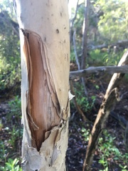 Melaleuca viridiflora
