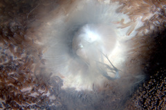 Stichodactyla