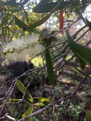 Melaleuca viridiflora