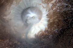 Stichodactyla