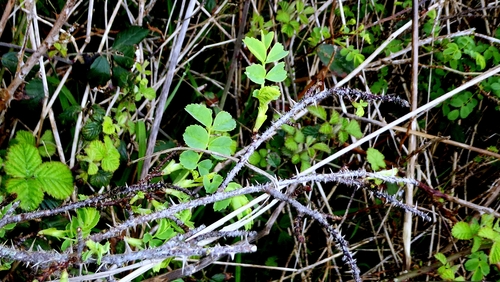 Burnet Rose (Rosa spinosissima)