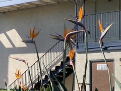 Strelitzia reginae