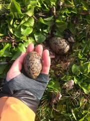 Haematopus leucopodus