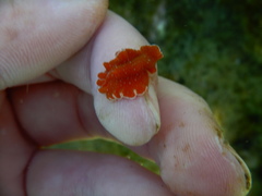 Yungia aurantiaca