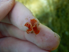 Yungia aurantiaca