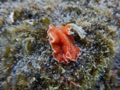 Yungia aurantiaca