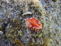 Yungia aurantiaca