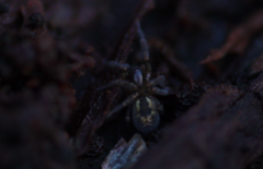 Amaurobius fenestralis