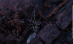 Amaurobius fenestralis