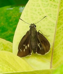 Pithauria marsena