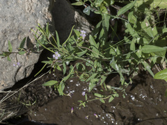 Epilobium glaberrimum