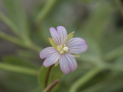 Epilobium glaberrimum