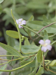 Epilobium glaberrimum