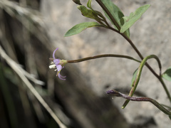 Epilobium glaberrimum