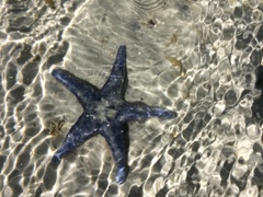 Anasterias antarctica