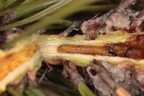 Pitch Twig Moth photo 2