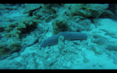 Holothuria edulis