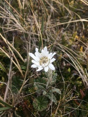 Leucheria suaveolens