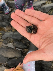 Anasterias antarctica