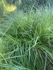 Carex virgata