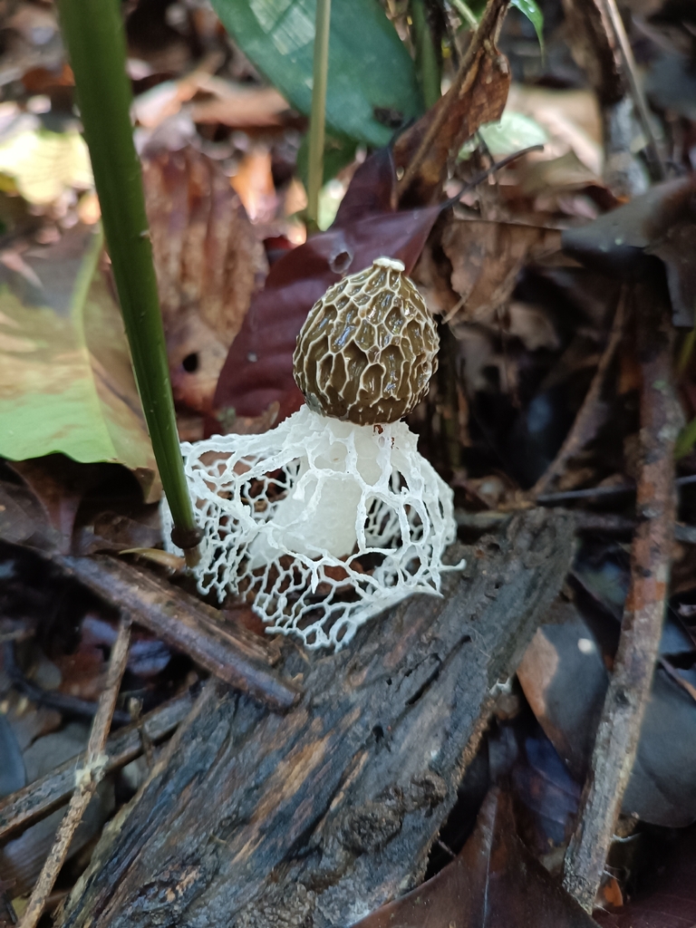 Phallus indusiatus · December 2022 · photo: © eloiiglesias (iNaturalist, cc0)