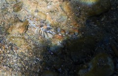 Pomatoschistus marmoratus