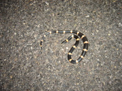 Rhinocheilus antonii