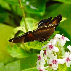 Hypolimnas bolina bolina