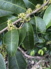 Drypetes lateriflora