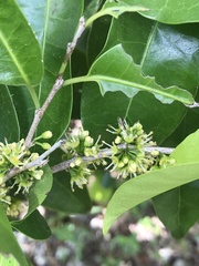 Drypetes lateriflora
