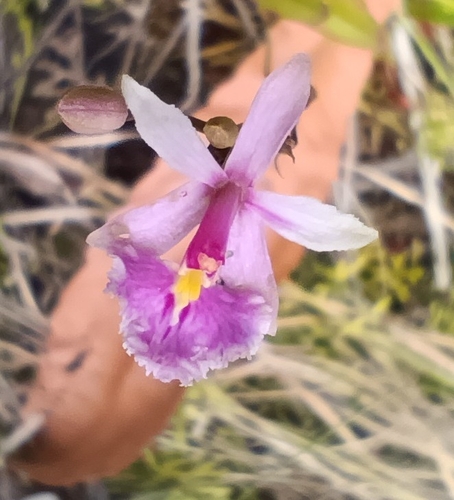 Beautiful Blooming Epidendrum (Epidendrum calanthum)