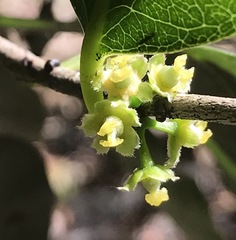 Drypetes lateriflora