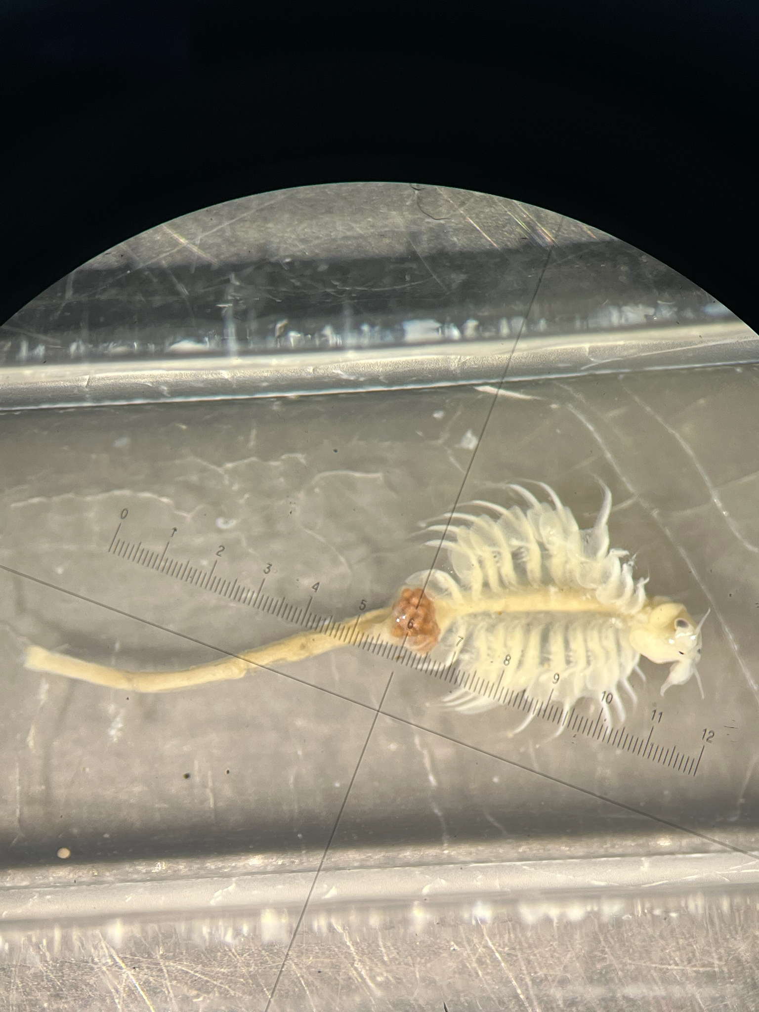 Artemia monica Verrill, 1869