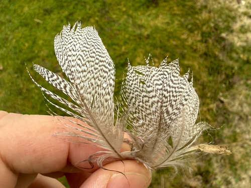 Plume de Fuligule milouin