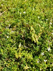 Sceptridium lunarioides