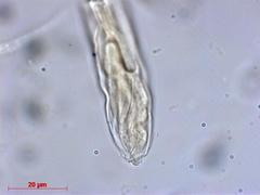 Stamnaria americana
