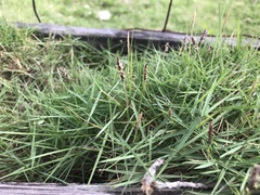 Zoysia pacifica