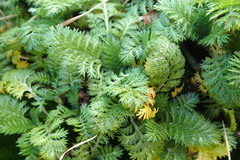 Leptinella plumosa