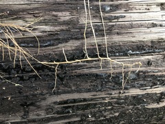 Zoysia pacifica
