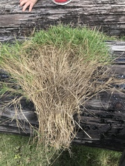 Zoysia pacifica