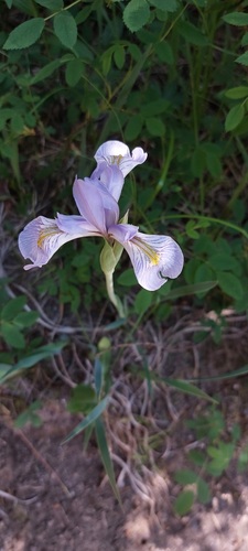 western blue flag (Iris missouriensis)