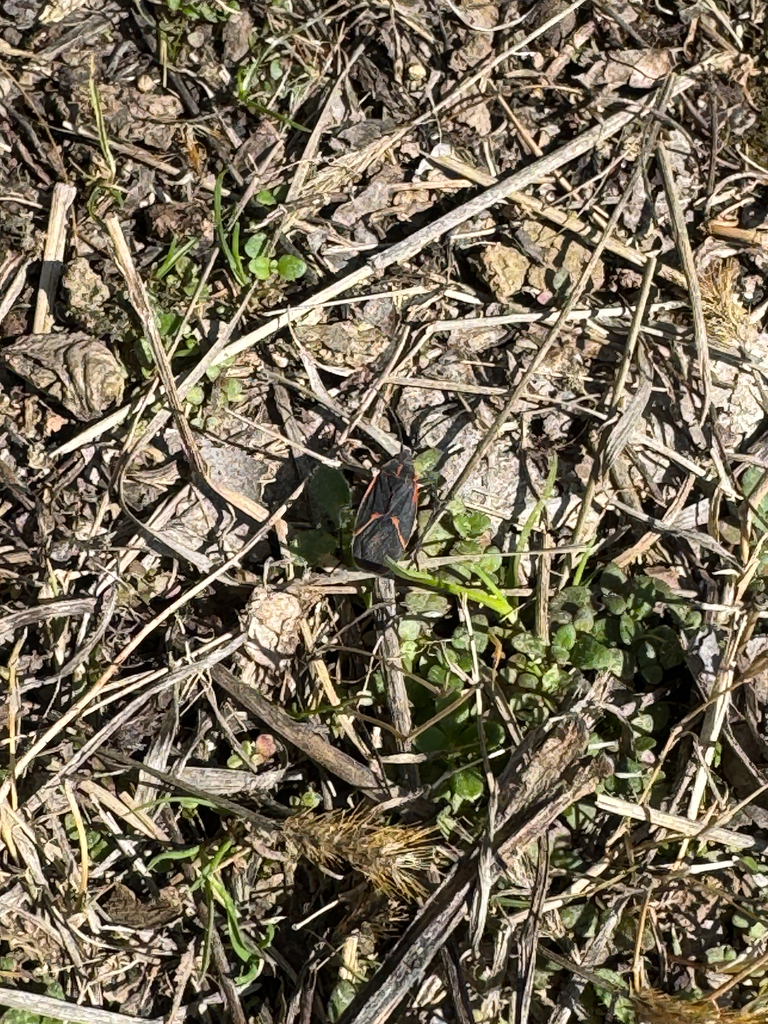 Eastern Boxelder Bug from Perimeter Loop Trail, Cleveland, OH, US on ...