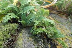 Leptinella plumosa