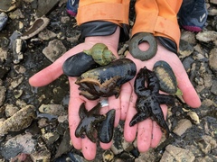 Anasterias antarctica