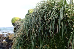 Poa foliosa