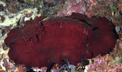 Asteronotus hepaticus