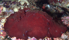 Asteronotus hepaticus
